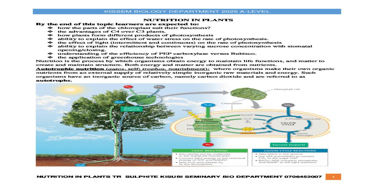 Nutrition in Green Plants Notes - A Level Biology