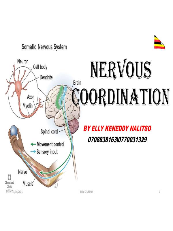 S.3 Biology Notes: Nervous Coordination (CBC Curriculum)